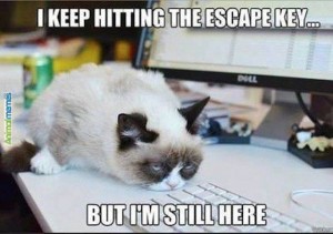 Grumpy cat - I keep hitting the Escape Key but I'm still here